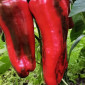 Семена сладкого перца Giant Aconcagua