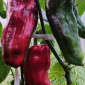 Семена сладкого перца Giant Aconcagua