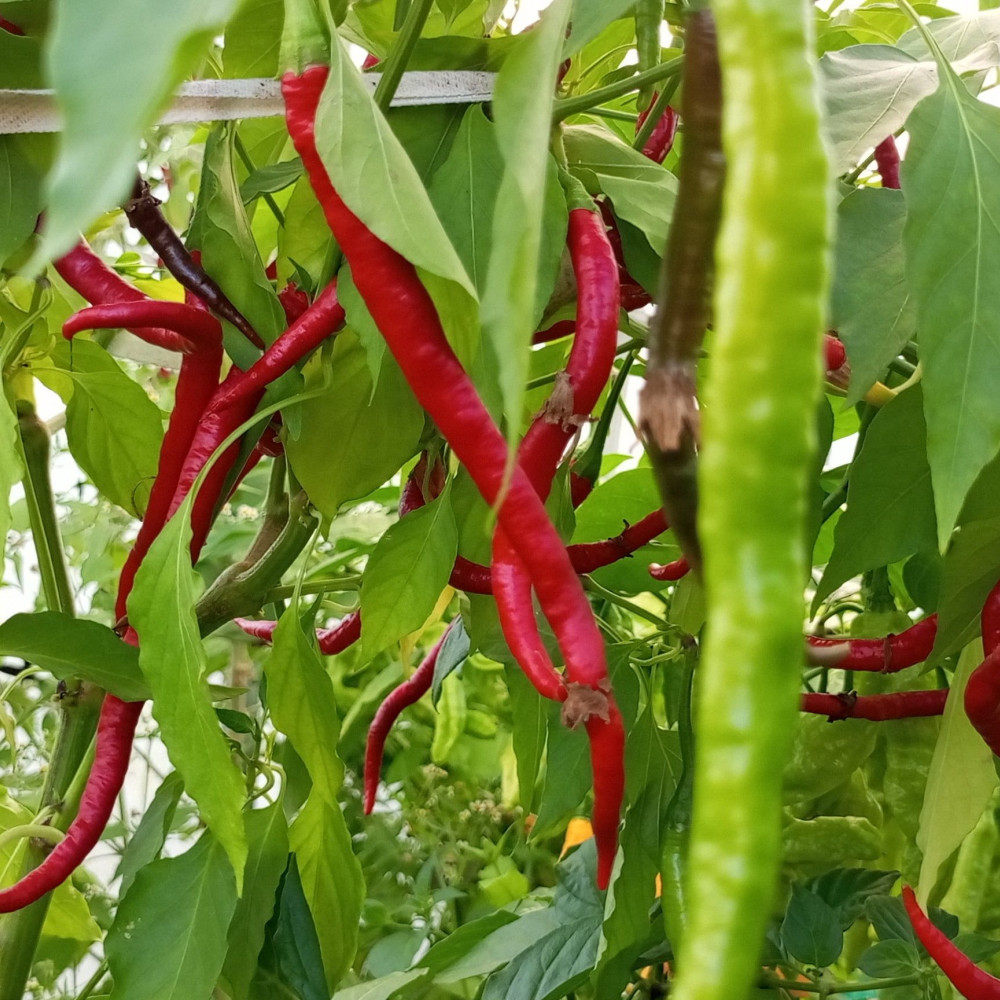 Семена острого перца Turkish Snake-1