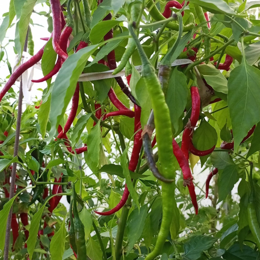 Семена острого перца Turkish Snake-2