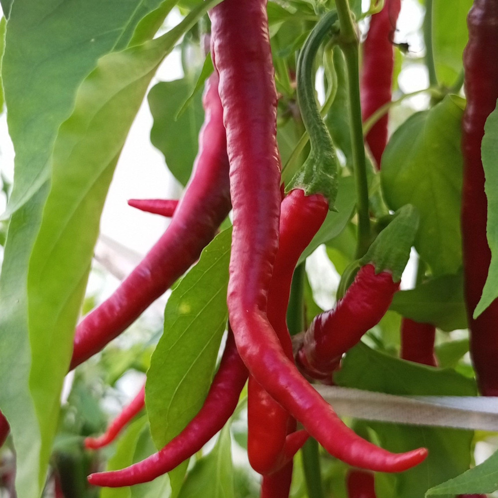 Семена острого перца Turkish Snake-3