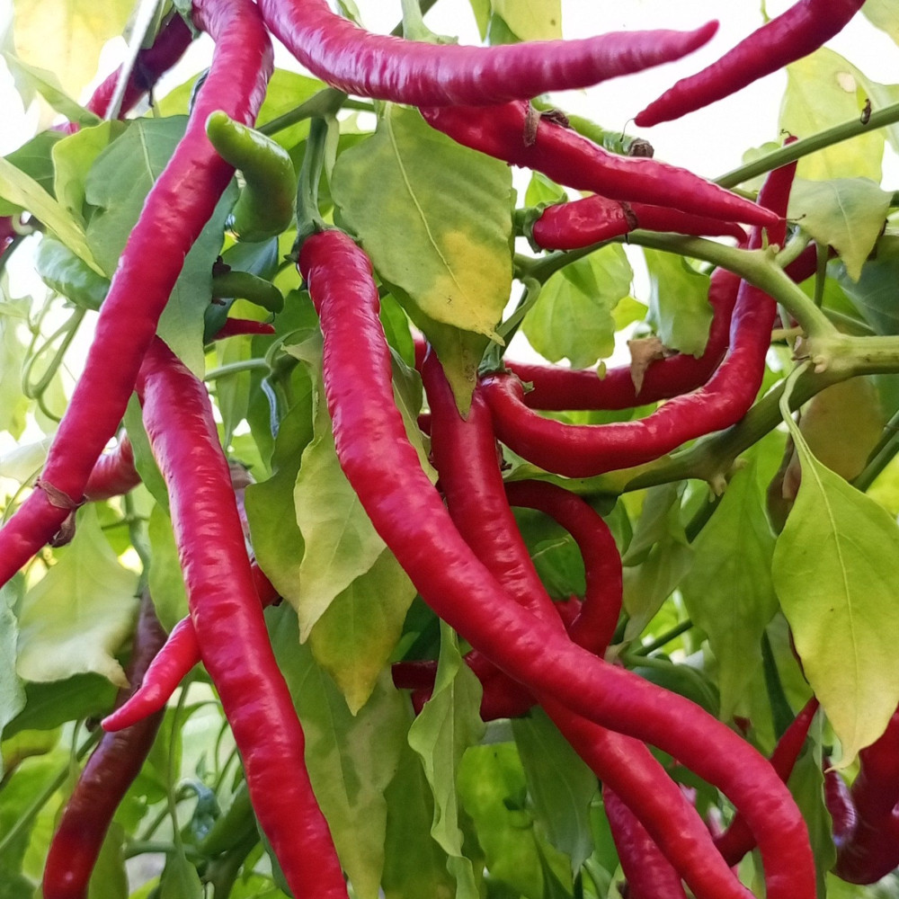 Семена острого перца Turkish Snake