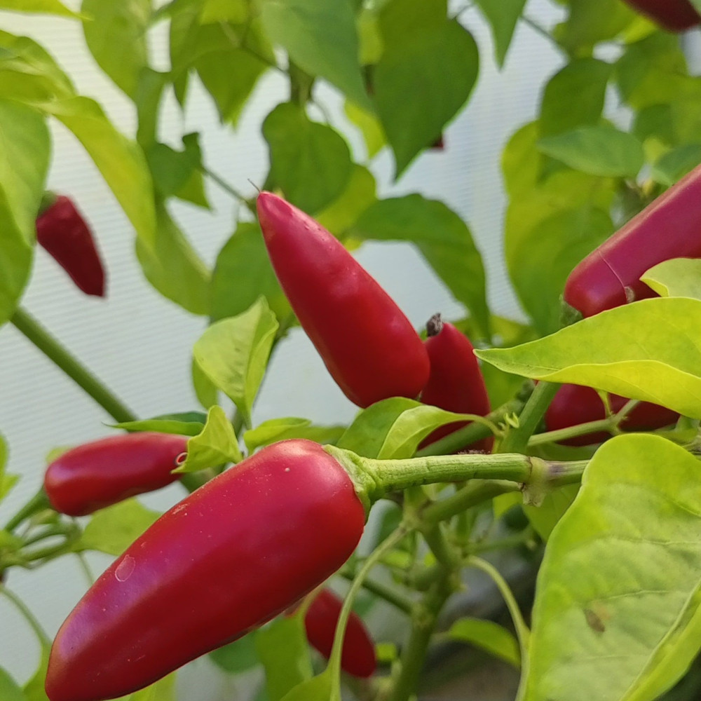 Семена острого перца Thai Hot Culinary-1