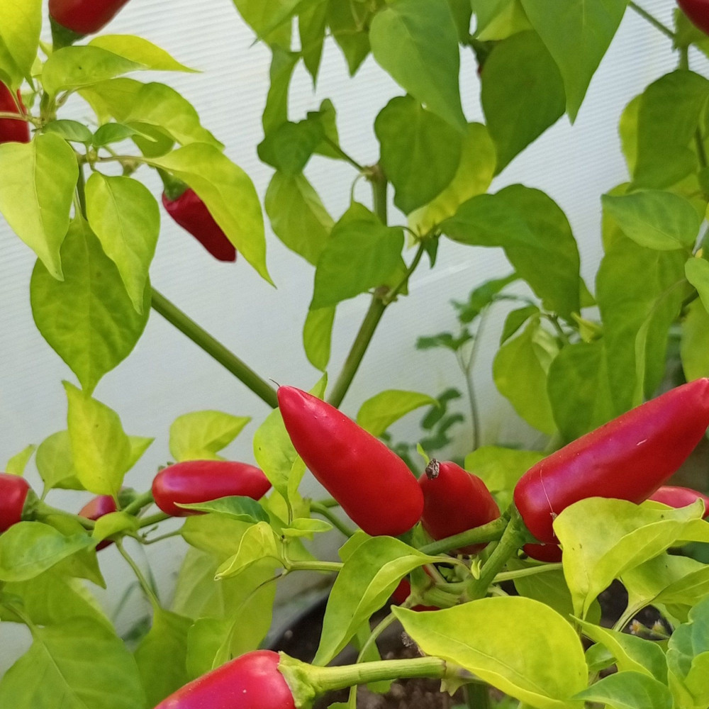 Семена острого перца Thai Hot Culinary