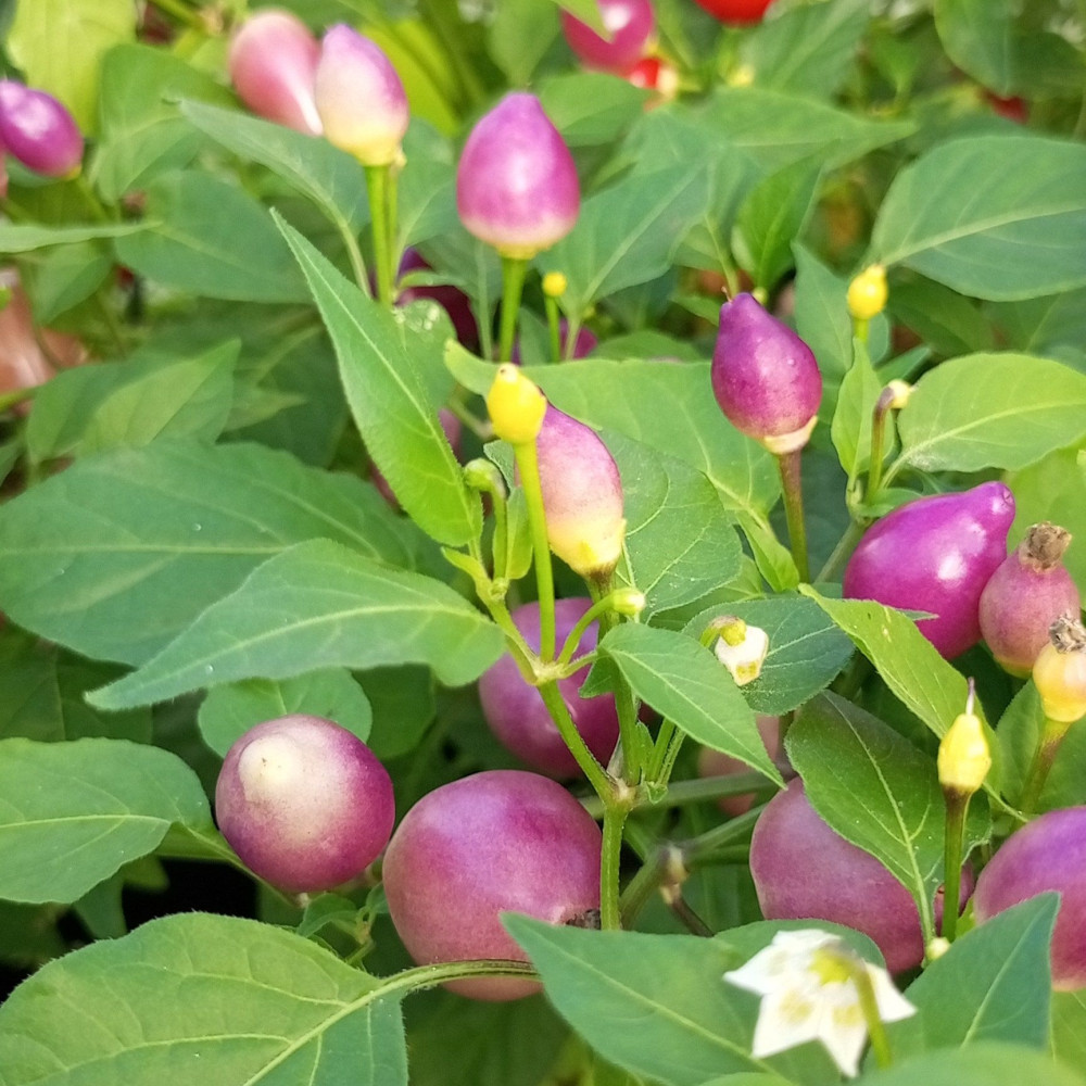 Семена острого перца Barra do Ribeiro-1