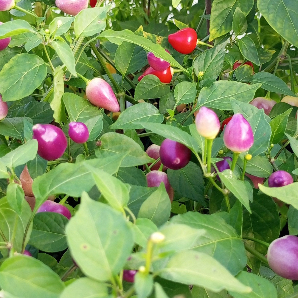 Семена острого перца Barra do Ribeiro