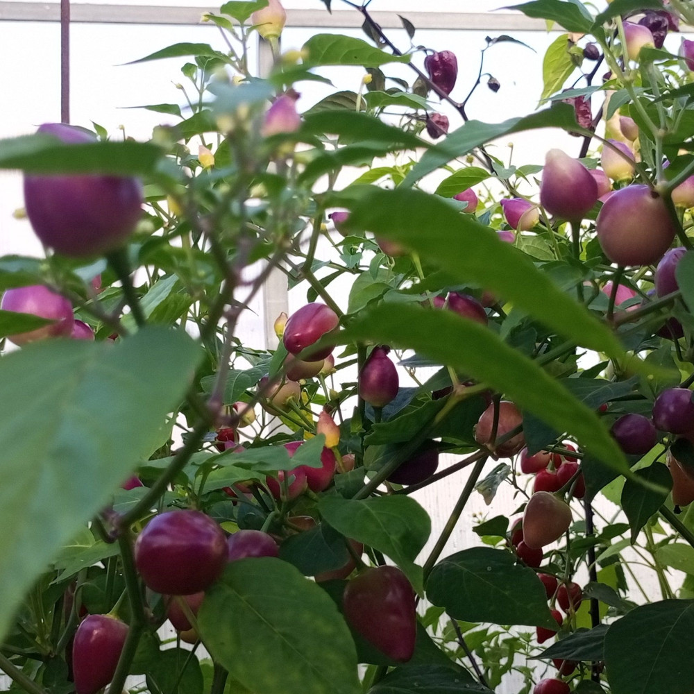 Семена острого перца Barra do Ribeiro-3