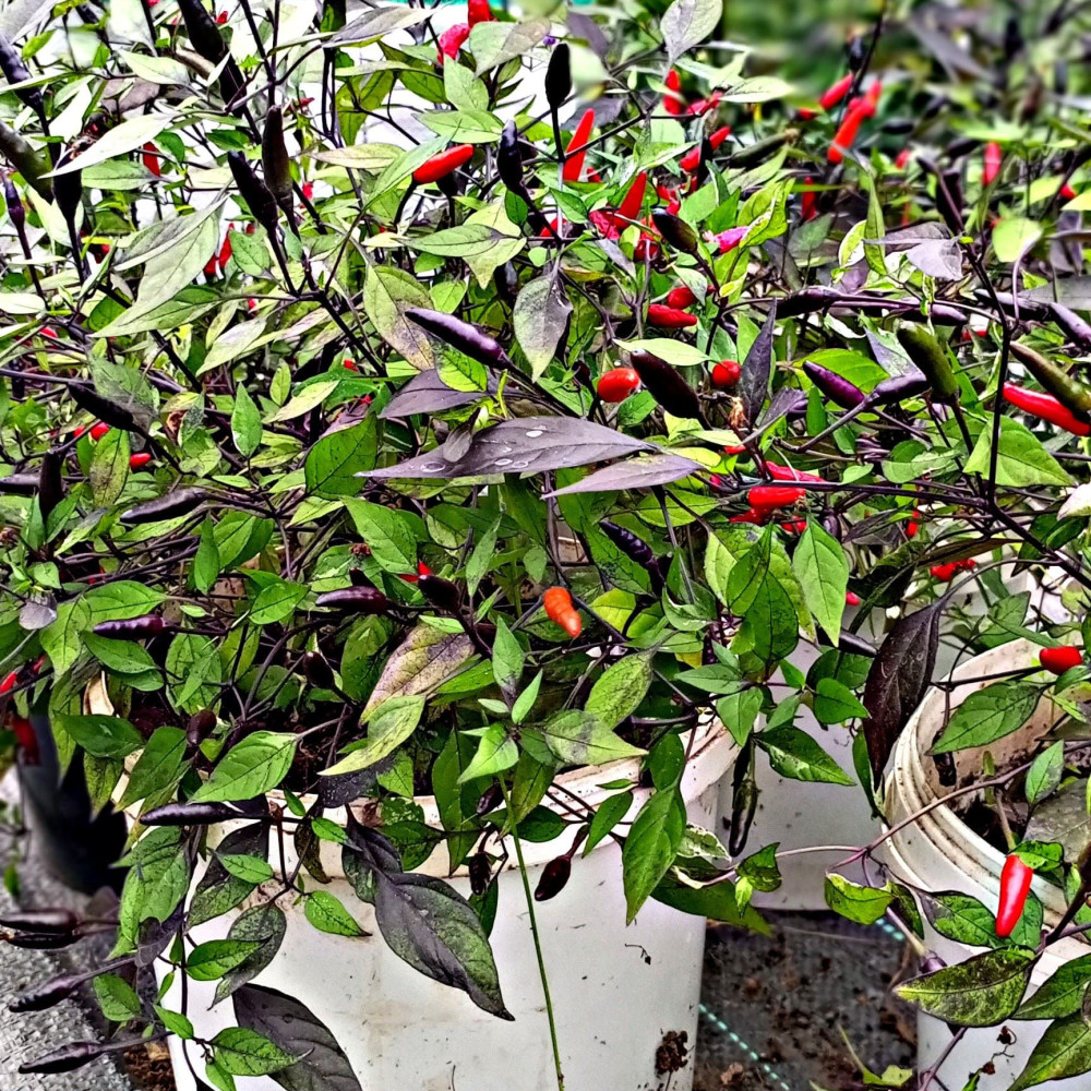 Семена острого перца Zimbabwe Black-1