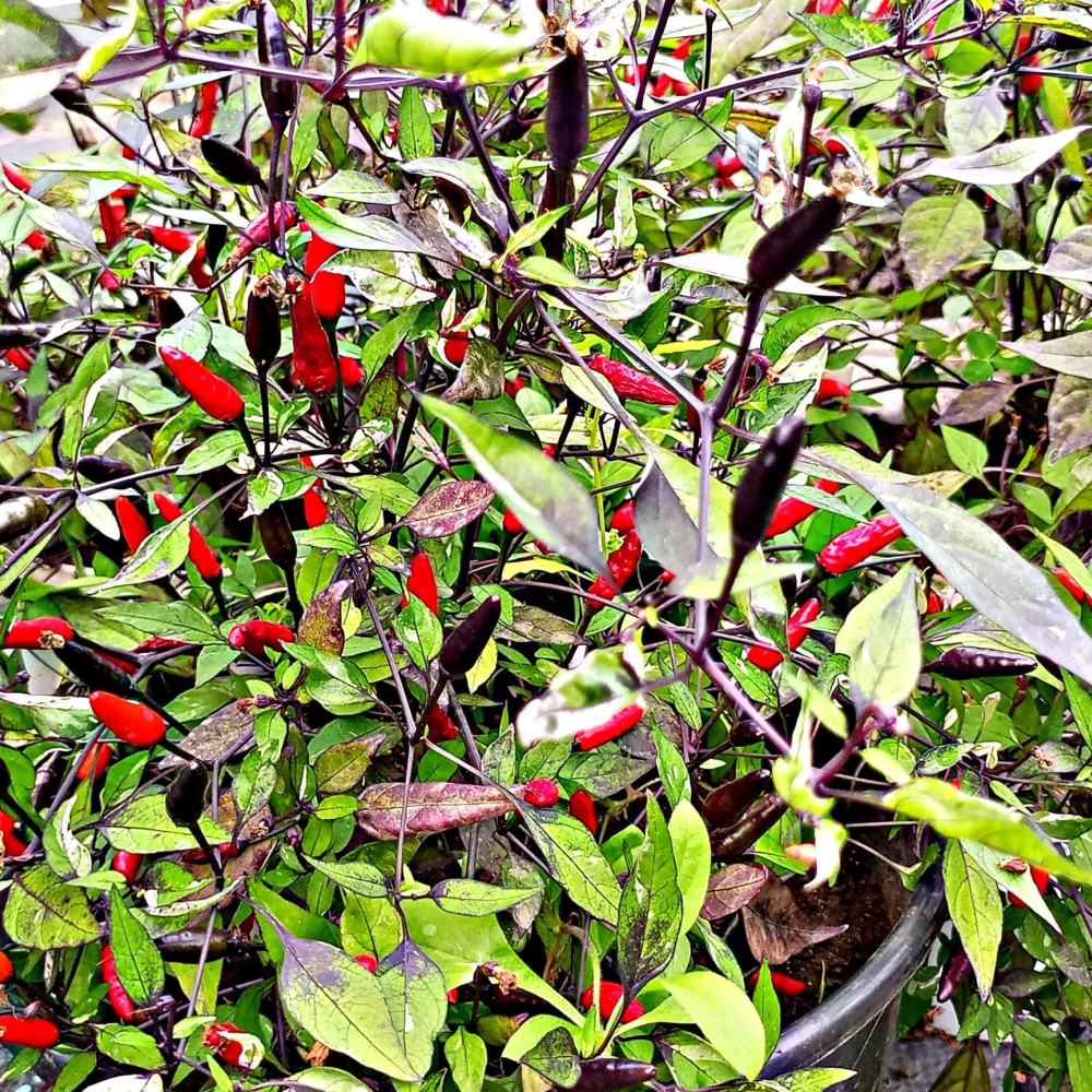 Семена острого перца Zimbabwe Black-2