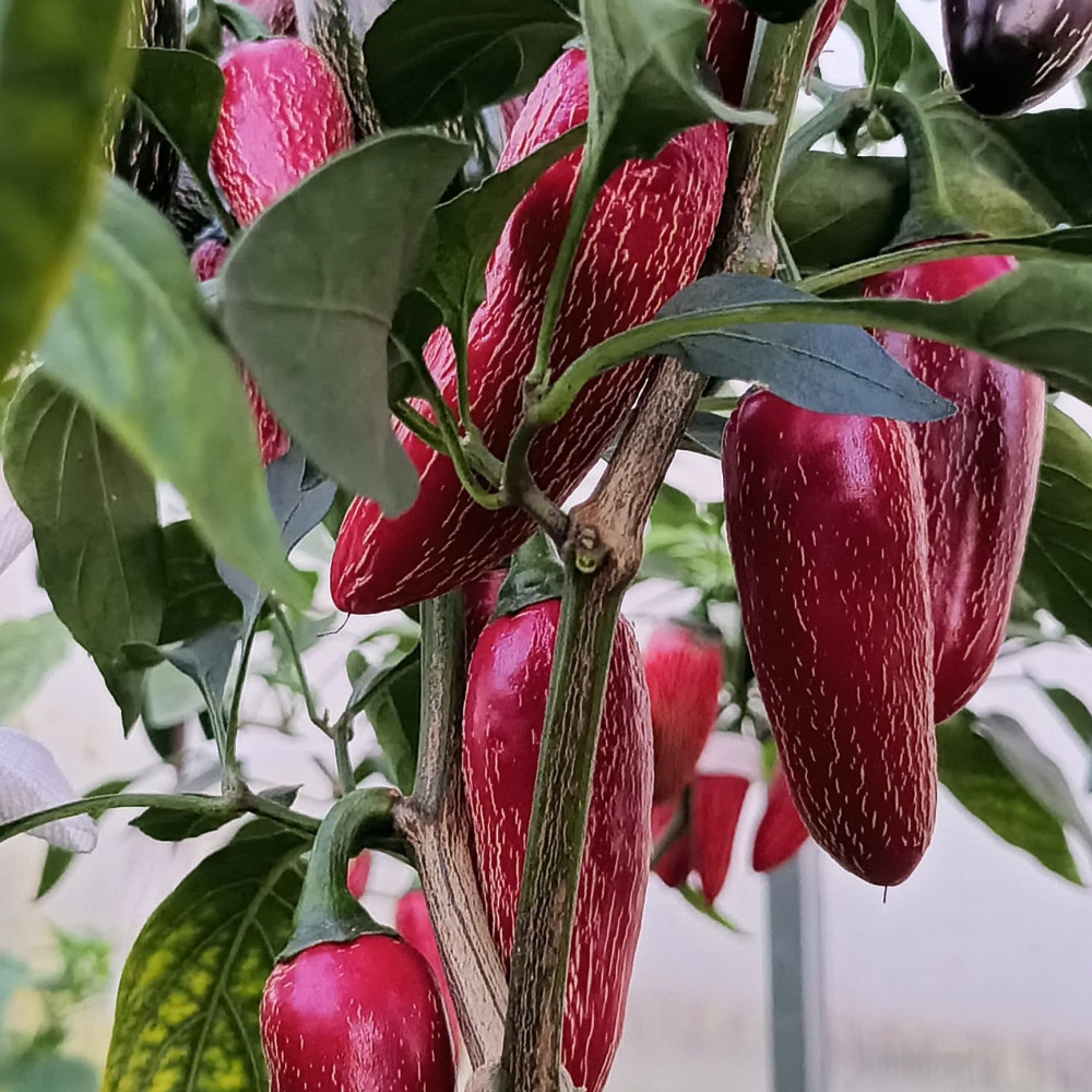 Семена острого перца Jalapeno Jalafuego