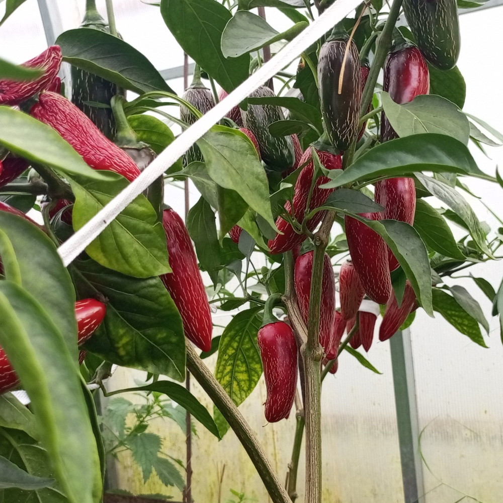 Семена острого перца Jalapeno Jalafuego-1