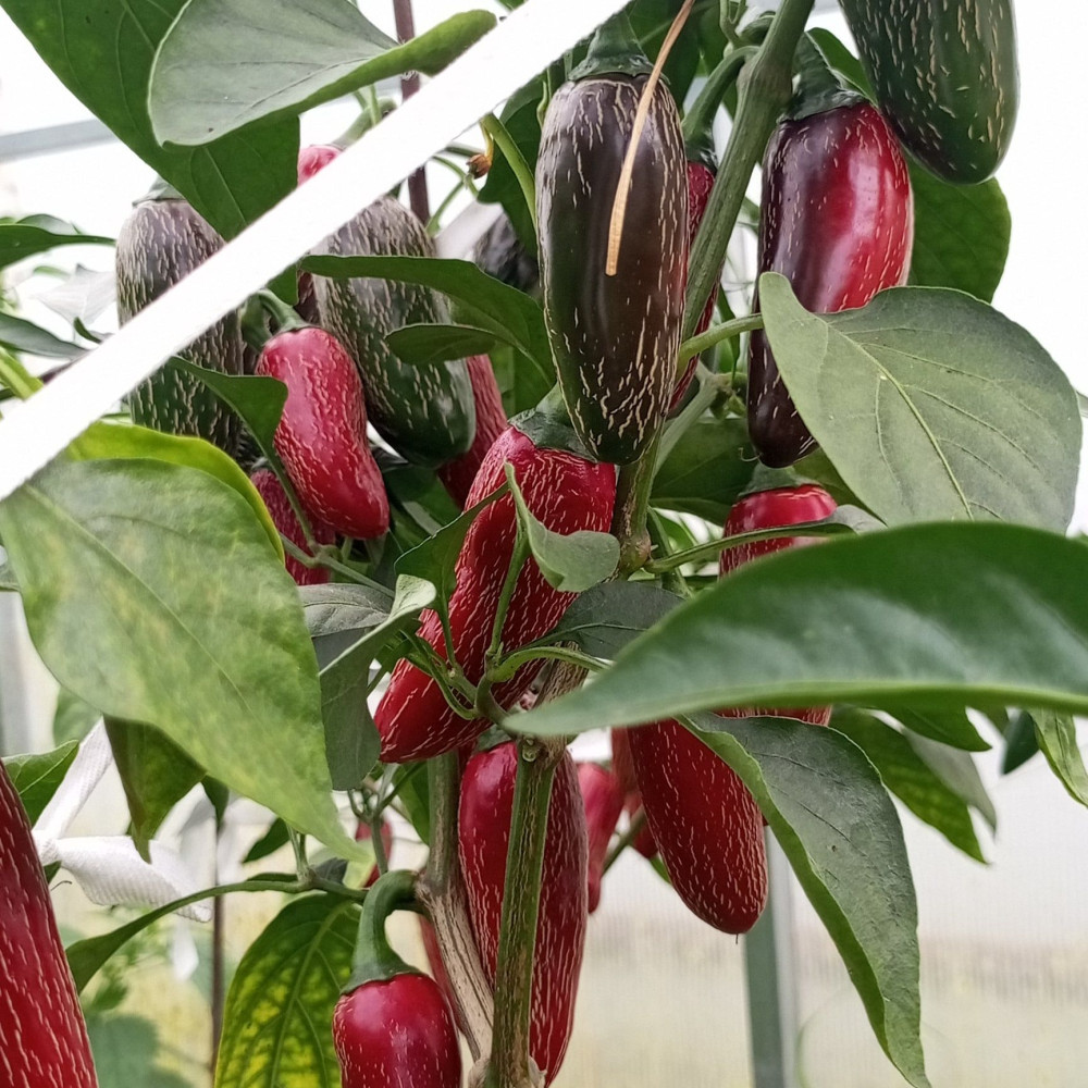 Семена острого перца Jalapeno Jalafuego-2