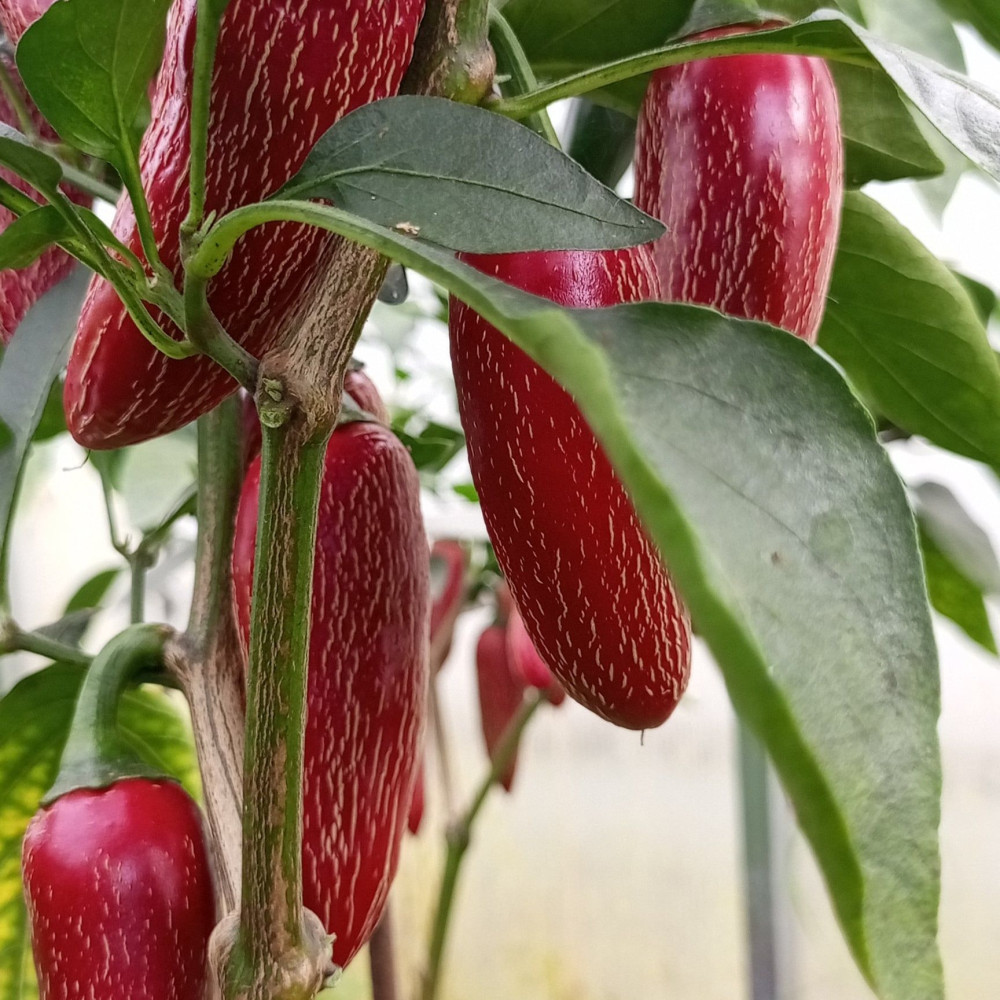 Семена острого перца Jalapeno Jalafuego-3