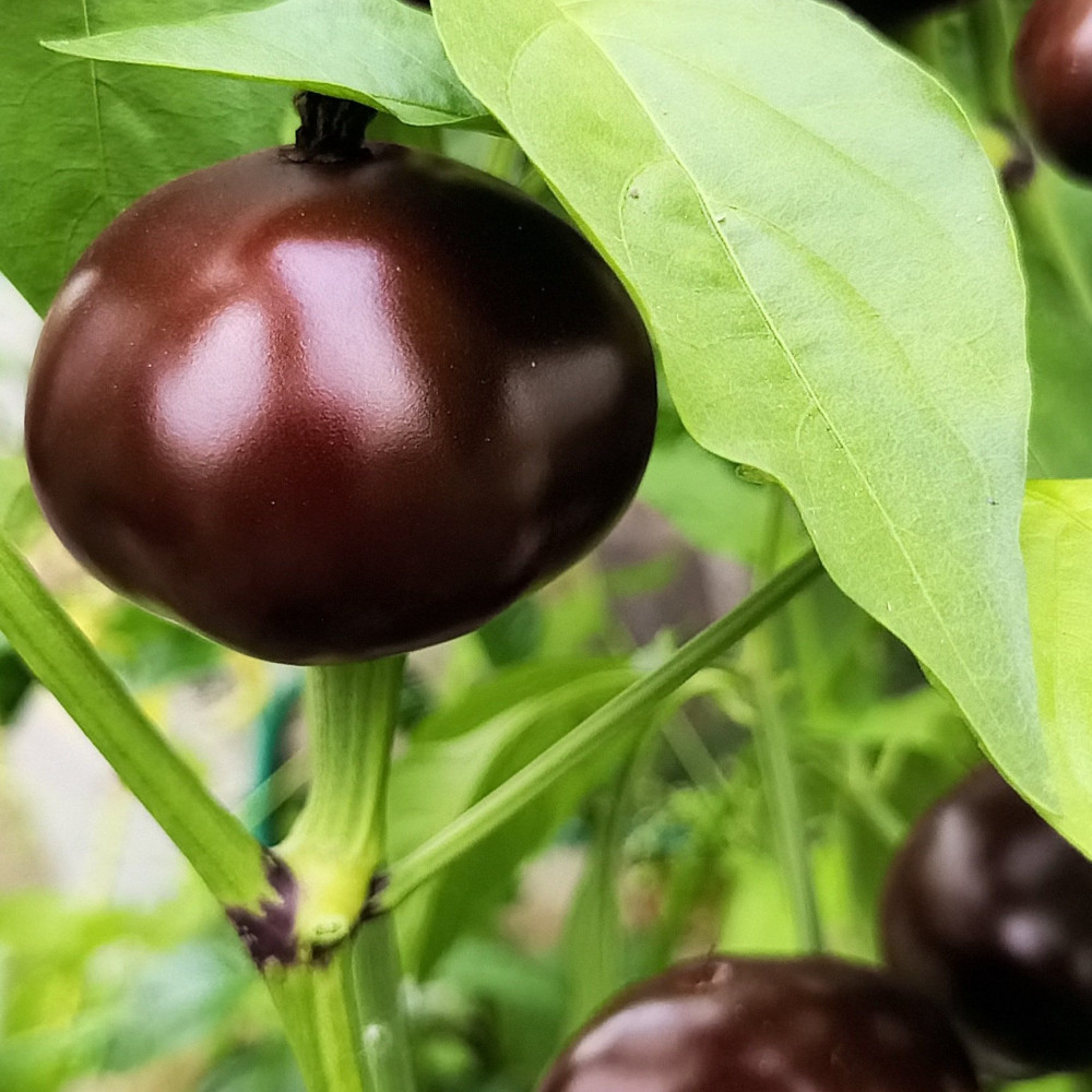 Семена острого перца Chocolate Cherry