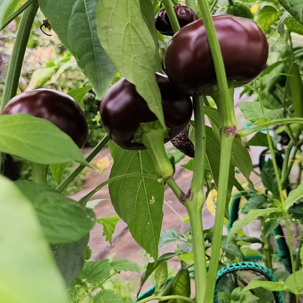 Семена острого перца Chocolate Cherry-1