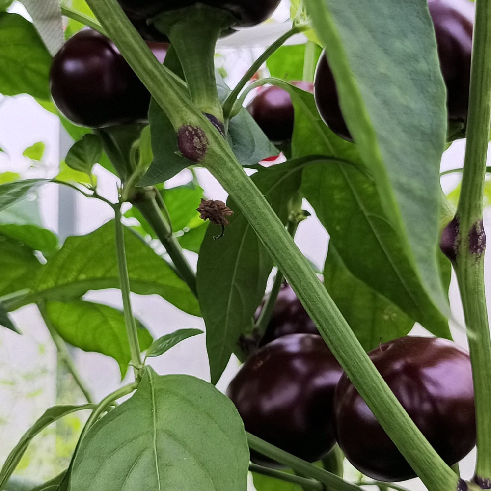 Семена острого перца Chocolate Cherry-2