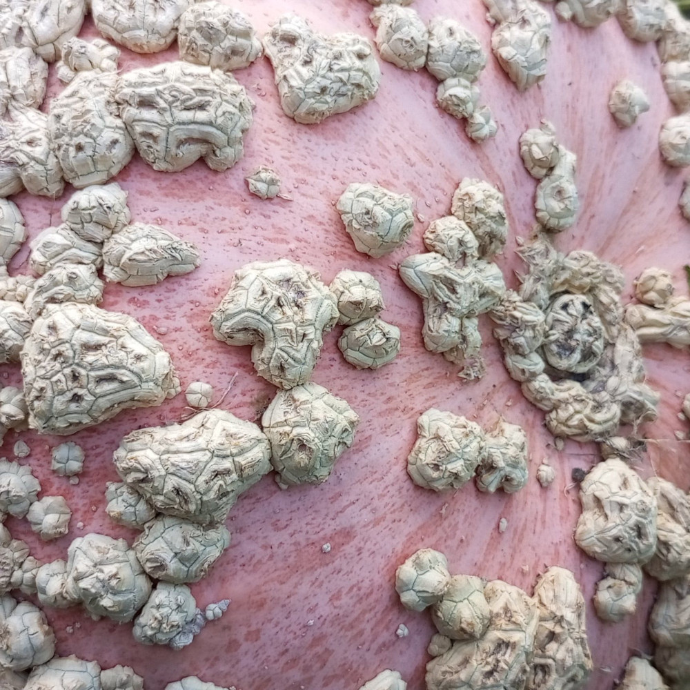 Семена тыквы Бородавчатая из Эизина (Galeux D`Eysines)-2