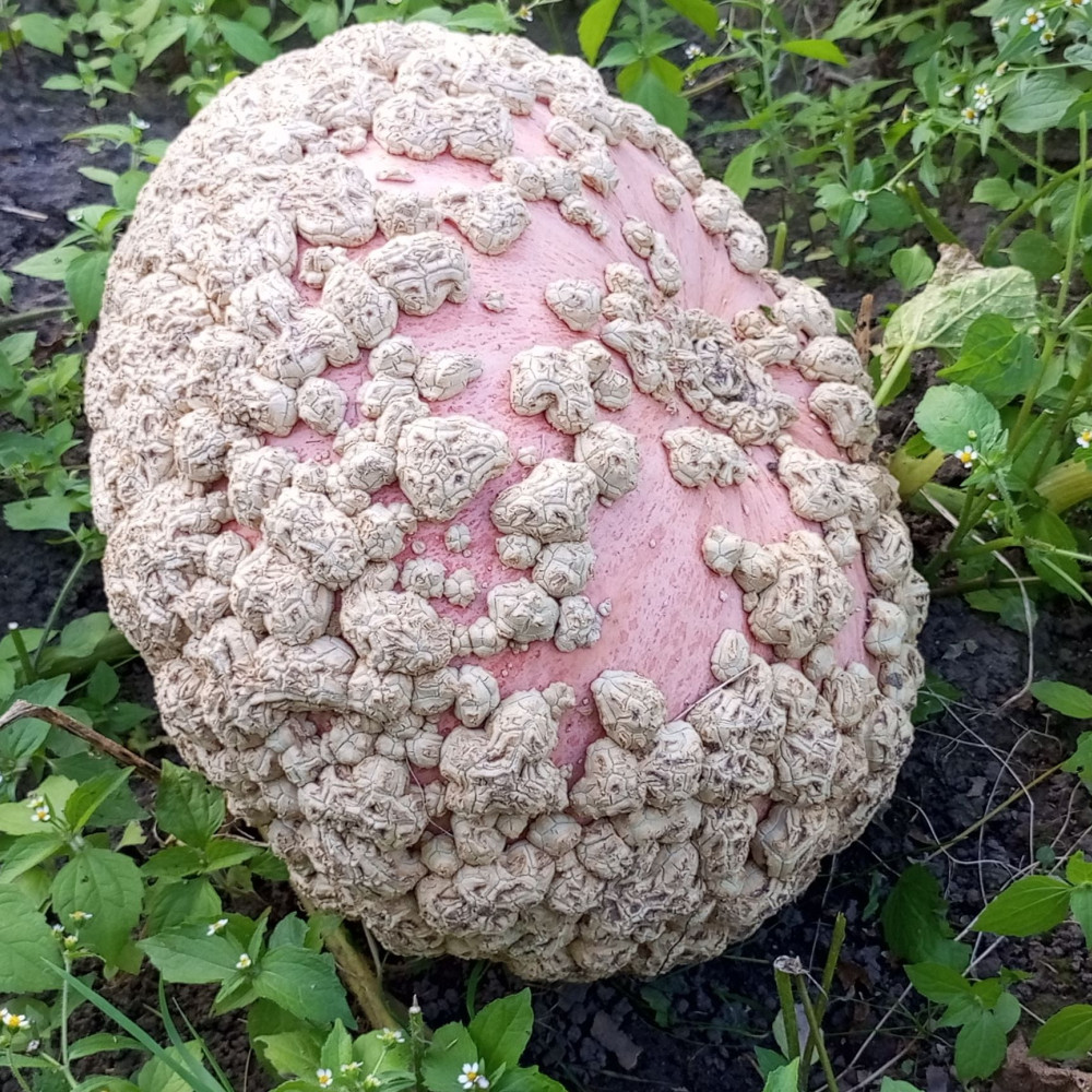 Семена тыквы Бородавчатая из Эизина (Galeux D`Eysines)-1