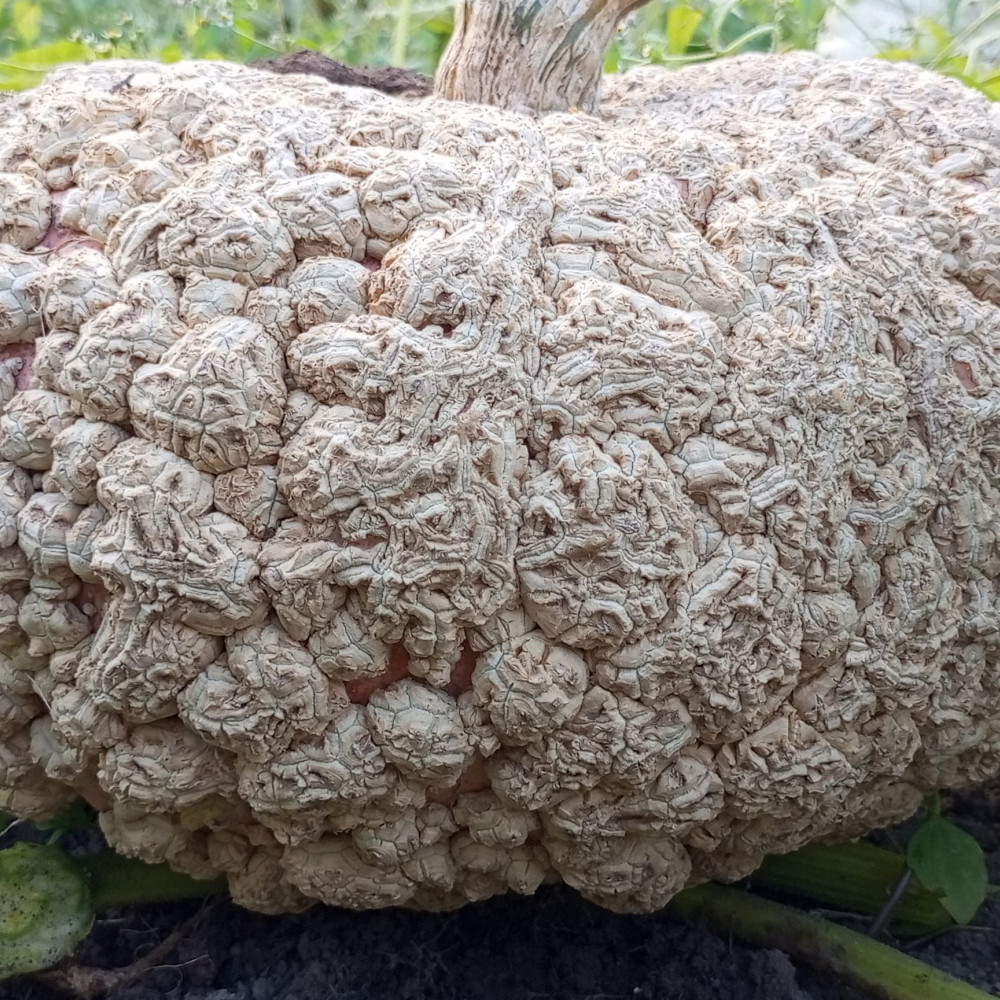 Семена тыквы Бородавчатая из Эизина (Galeux D`Eysines)