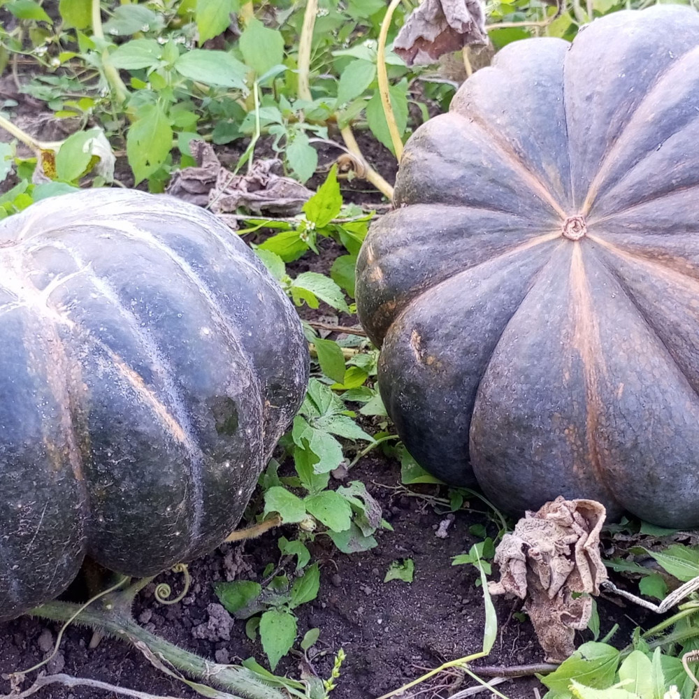Семена тыквы Мускат Прованса-3