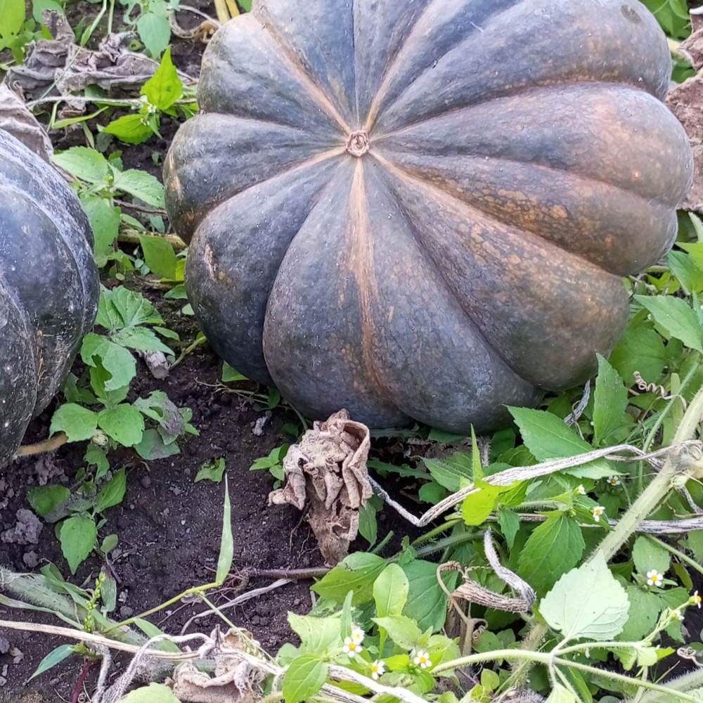 Семена тыквы Мускат Прованса-2