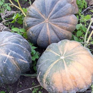 Мускат Прованса