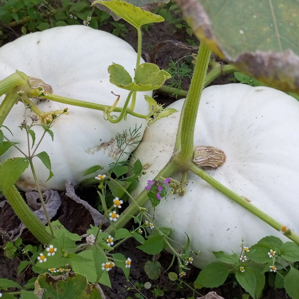 Семена тыквы Flat White Boer-3