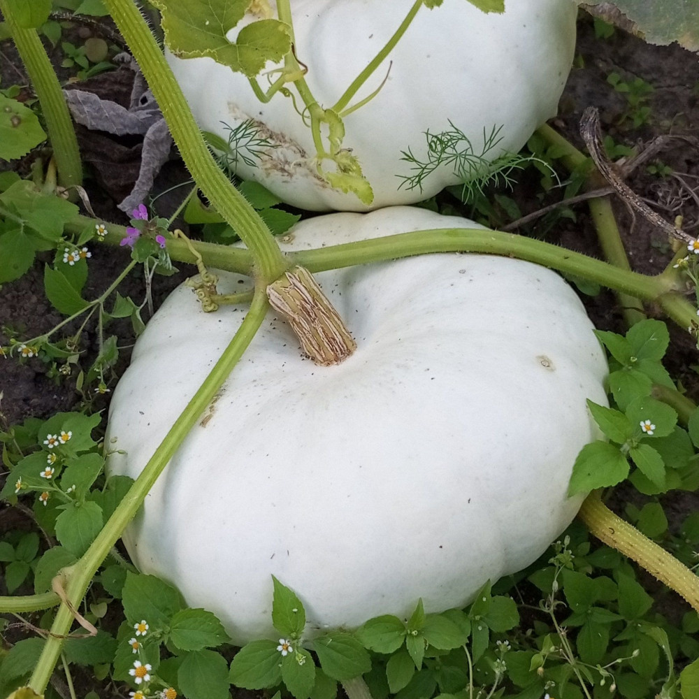 Семена тыквы Flat White Boer-2