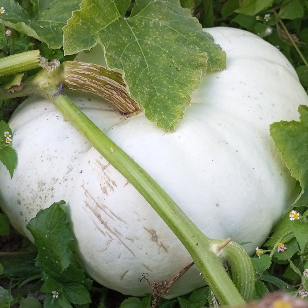 Семена тыквы Flat White Boer-1