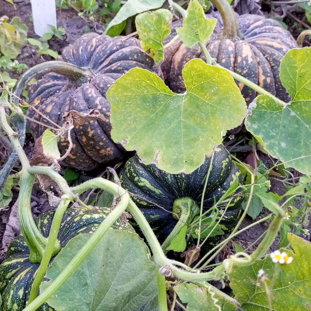 Семена тыквы Chiriman-3