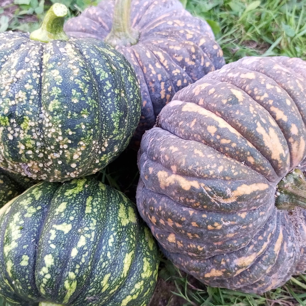 Семена тыквы Chiriman-1