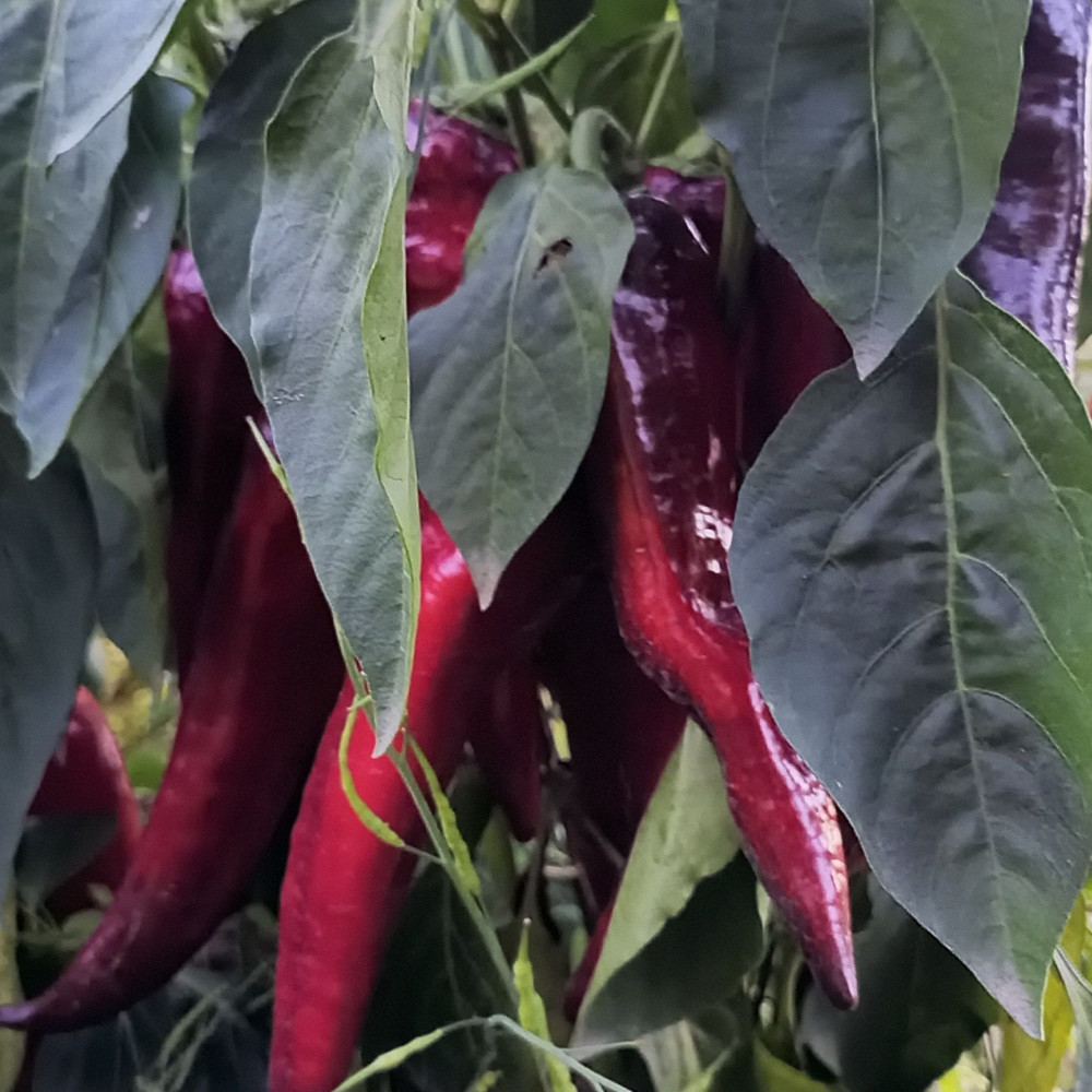 Семена сладкого перца Маркони черный-2