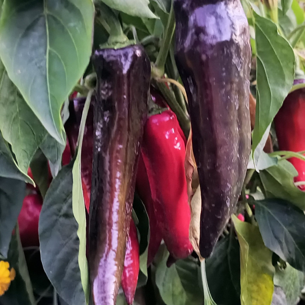 Семена сладкого перца Маркони черный-3