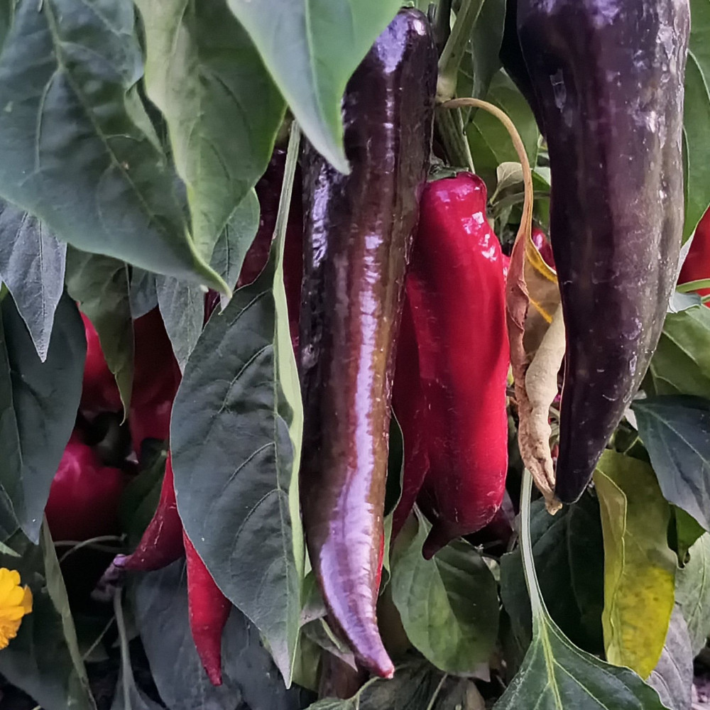 Семена сладкого перца Маркони черный