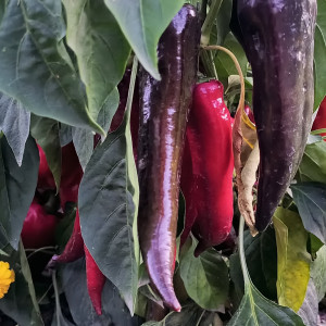 Маркони черный