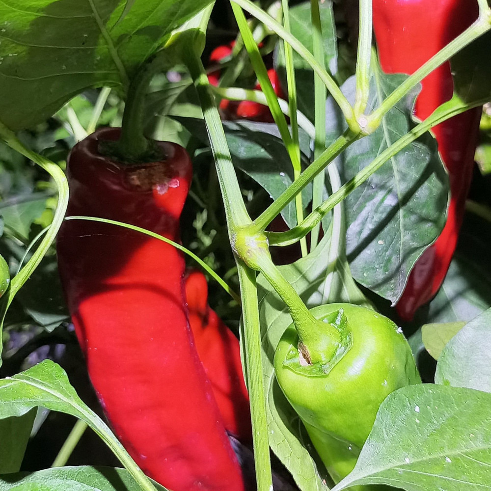 Семена сладкого перца Рамиро красный-3