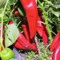 Семена сладкого перца Рамиро красный