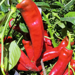 Рамиро красный