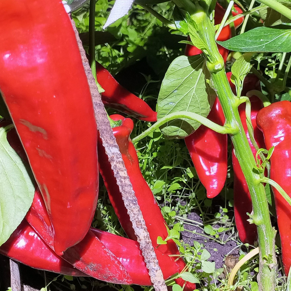 Семена сладкого перца Рамиро красный-1