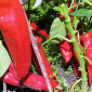 Семена сладкого перца Рамиро красный
