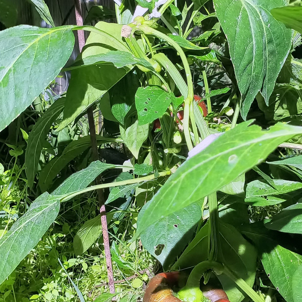 Семена сладкого перца Итальянский сапог