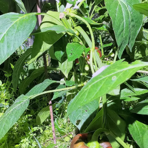 Итальянский сапог