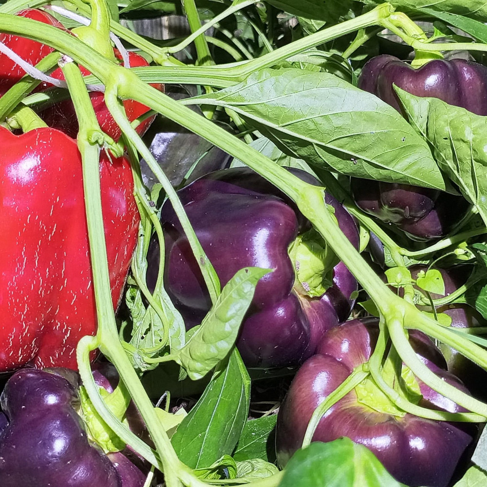 Семена сладкого перца Аметист-2