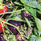 Семена сладкого перца Аметист