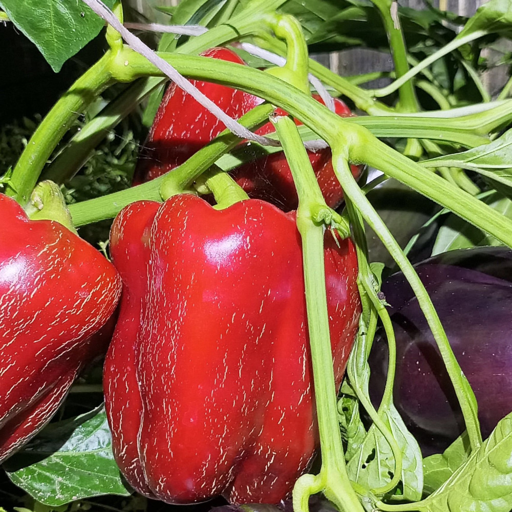 Семена сладкого перца Аметист