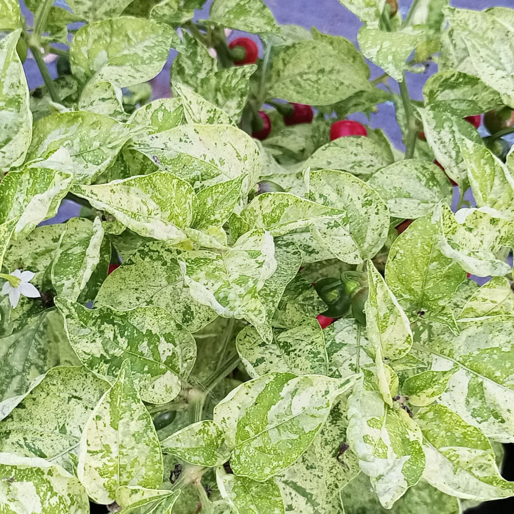 Семена острого перцаNinfadora-1