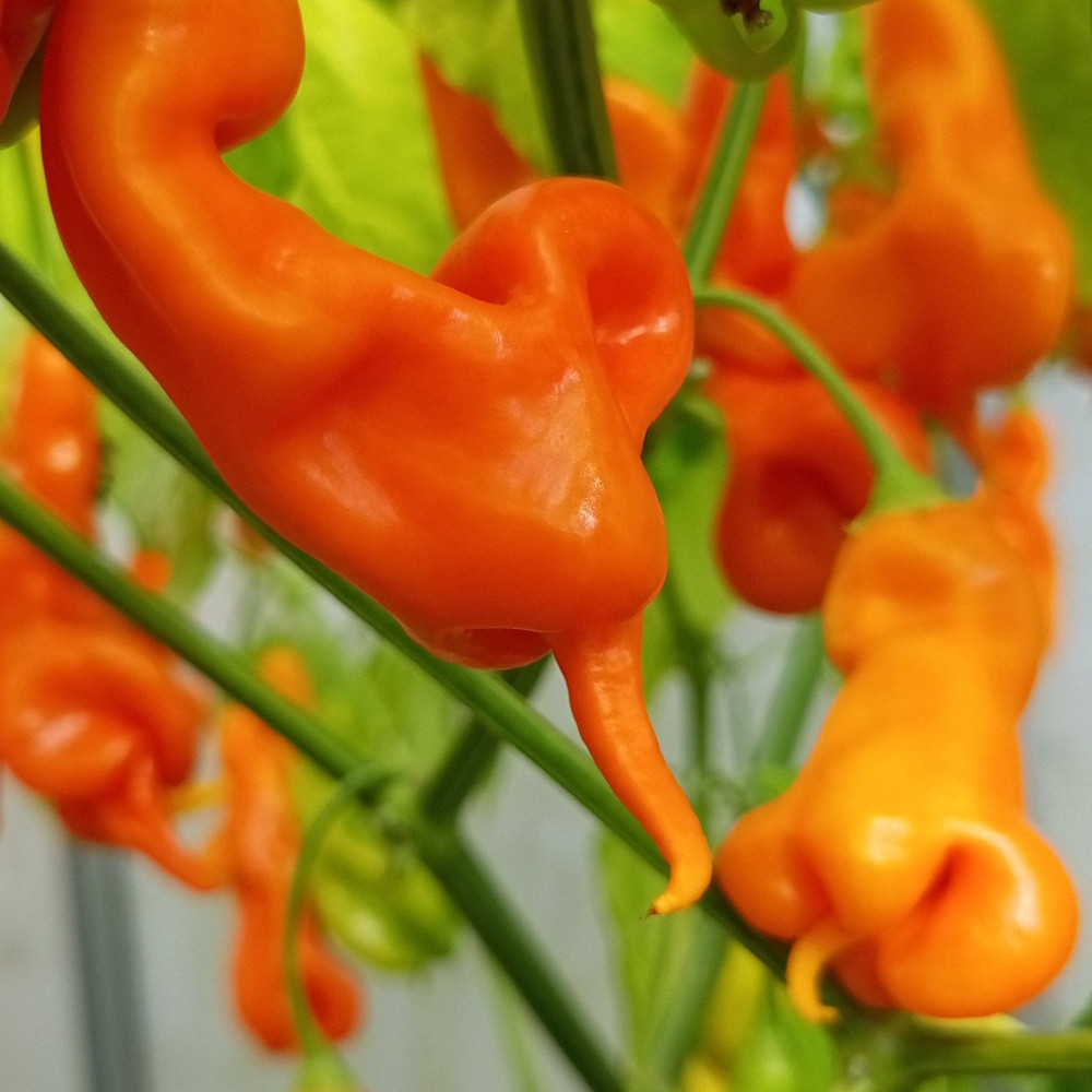 Семена острого перца Erotico-2