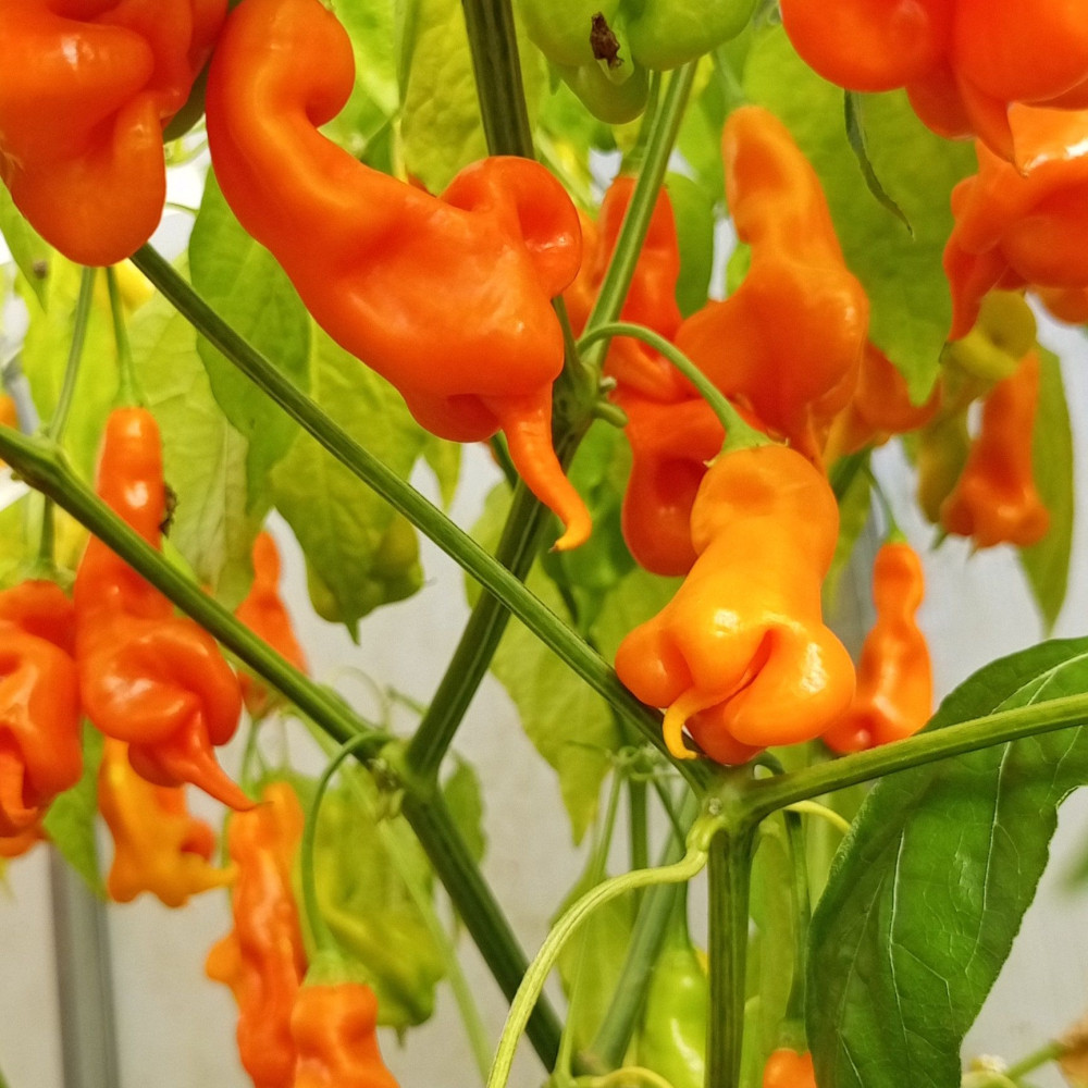 Семена острого перца Erotico-3