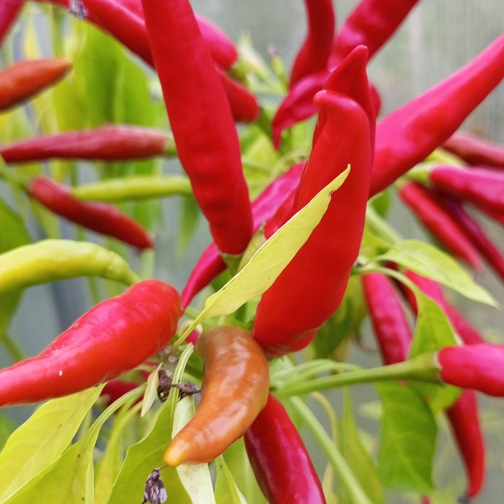 Семена острого перца Tiem Tjem