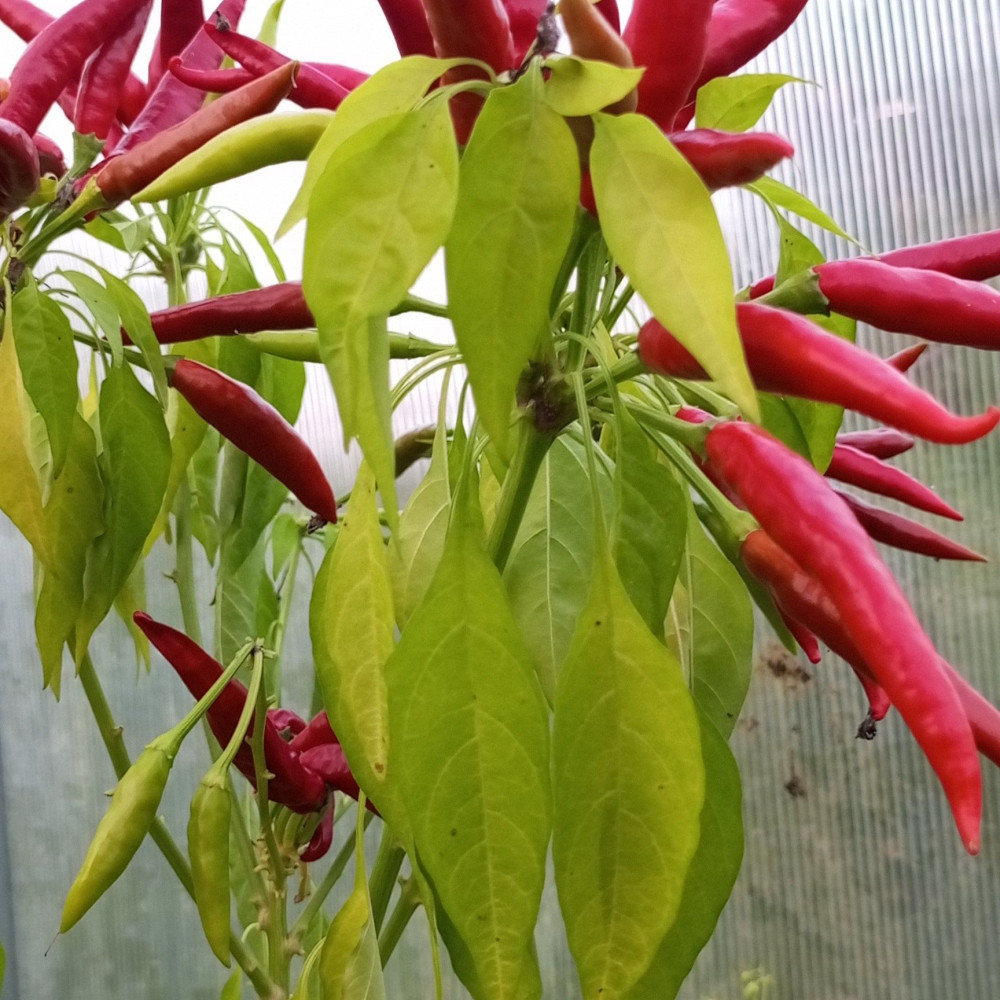 Семена острого перца Tiem Tjem-1